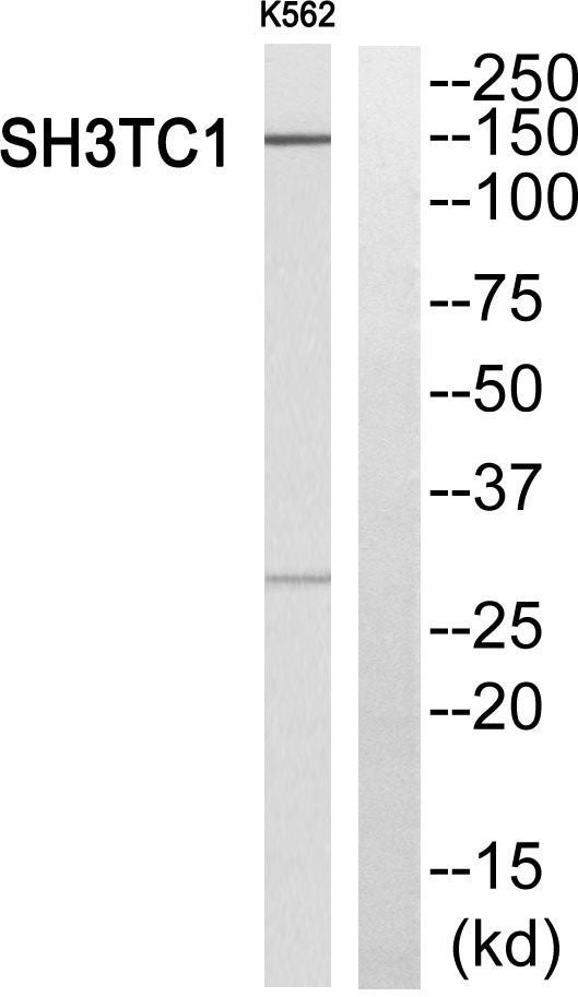SH3TC1 Rabbit Polyclonal Antibody