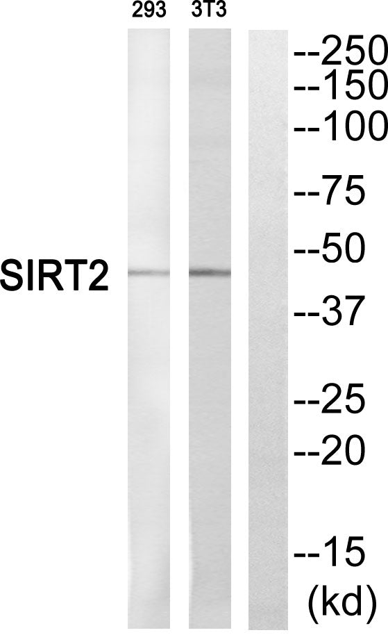 SIRT2 Rabbit Polyclonal Antibody