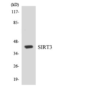 SIRT3 Rabbit Polyclonal Antibody
