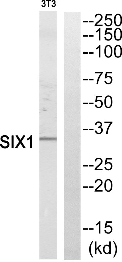Six1 Rabbit Polyclonal Antibody