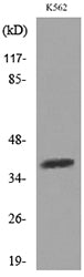 SLAM Rabbit Polyclonal Antibody