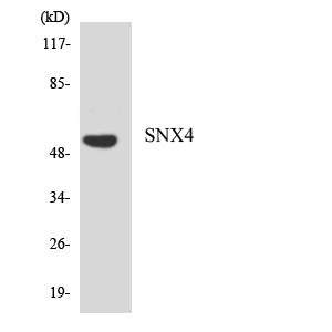 SNX4 Rabbit Polyclonal Antibody