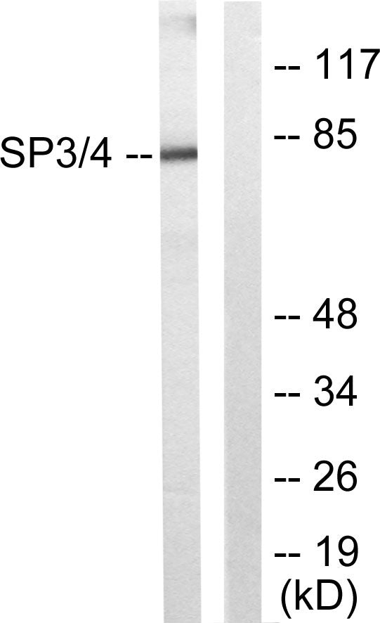 Sp3/4 Rabbit Polyclonal Antibody