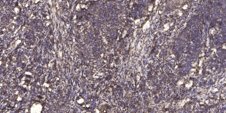 SPTN4 Rabbit Polyclonal Antibody