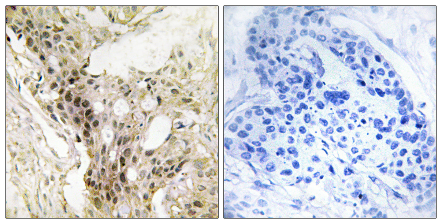 Srb7 Rabbit Polyclonal Antibody