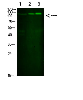SREBP-1 Rabbit Polyclonal Antibody