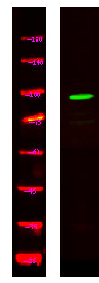 SREC Rabbit Polyclonal Antibody