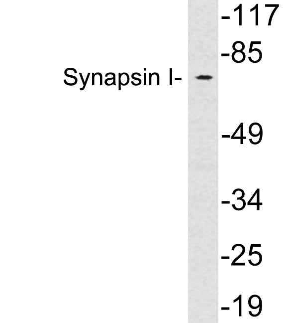Synapsin-1 Rabbit Polyclonal Antibody