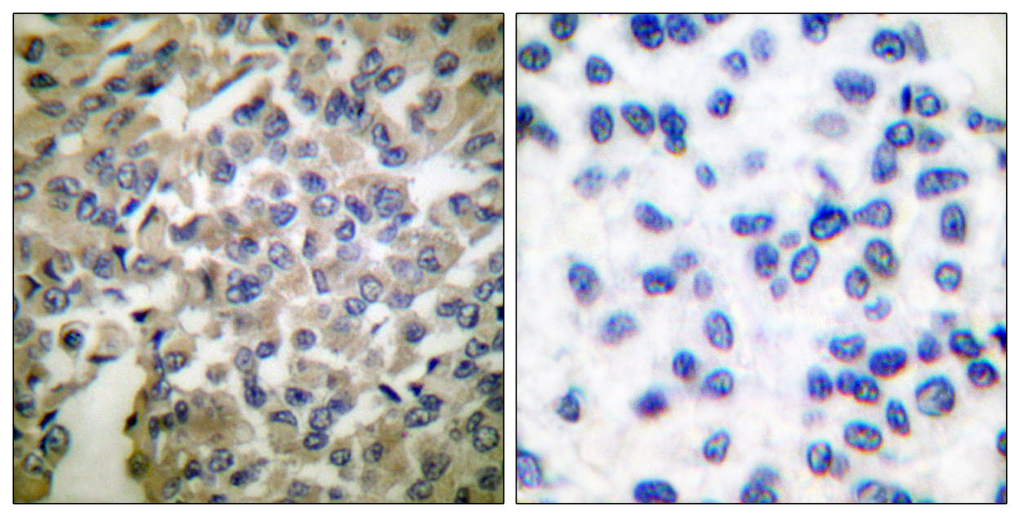 Synaptotagmin Rabbit Polyclonal Antibody
