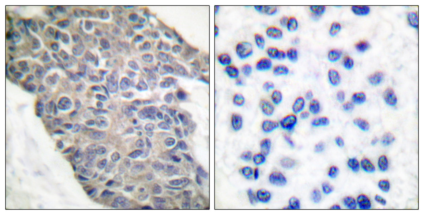 Synaptotagmin Rabbit Polyclonal Antibody