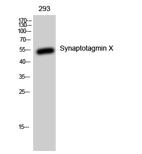 Synaptotagmin X Rabbit Polyclonal Antibody