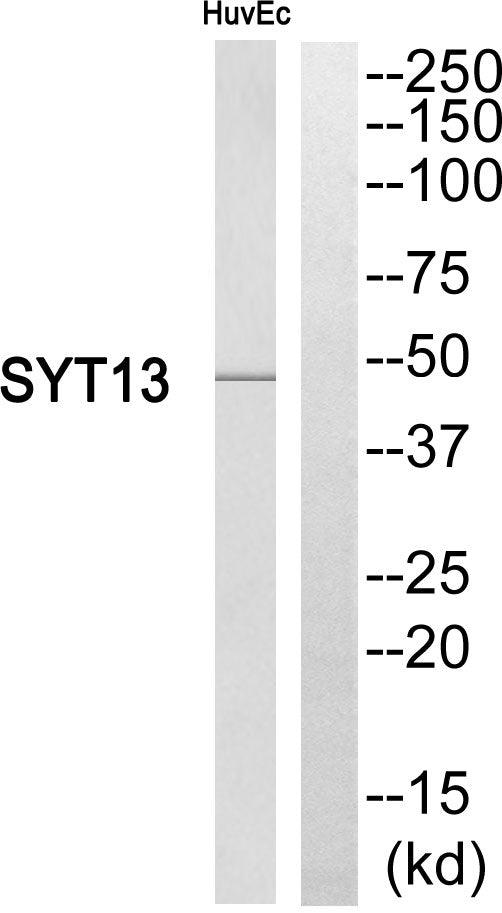 Synaptotagmin XIII Rabbit Polyclonal Antibody