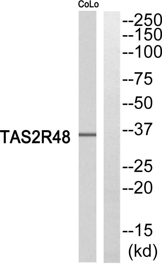 T2R48 Rabbit Polyclonal Antibody