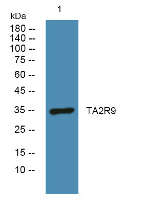 TA2R9 Rabbit Polyclonal Antibody