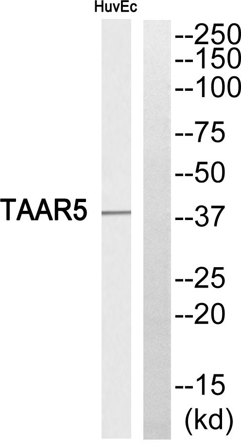 TAAR5 Rabbit Polyclonal Antibody