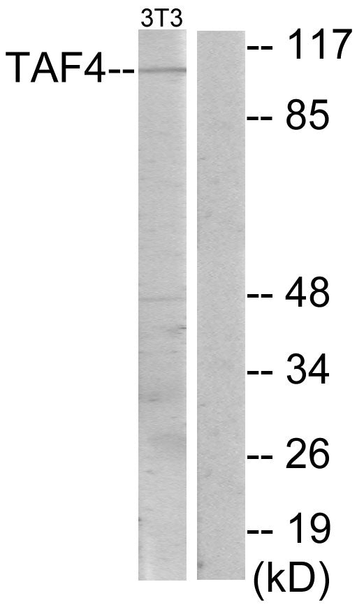 TAF II p135/p105 Rabbit Polyclonal Antibody