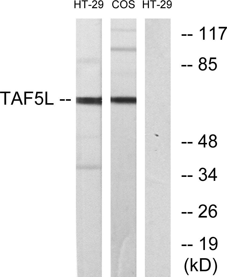 TAF5L Rabbit Polyclonal Antibody