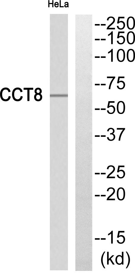 TCP-1 θ Rabbit Polyclonal Antibody