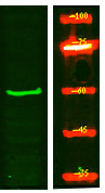 TIGD2 Rabbit Polyclonal Antibody