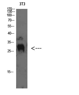 TIMP-4 Rabbit Polyclonal Antibody