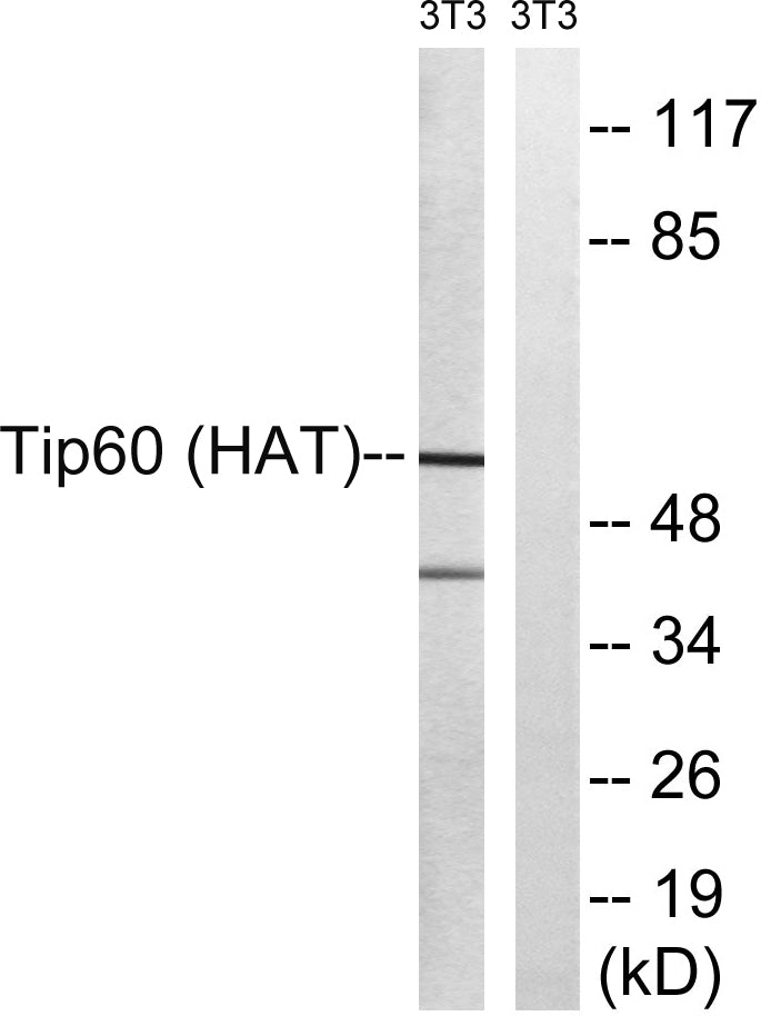 TIP60 Rabbit Polyclonal Antibody