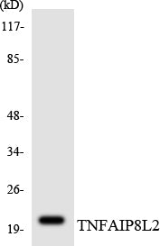 TNF-IP 8L2 Rabbit Polyclonal Antibody