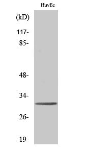 Tollip Rabbit Polyclonal Antibody
