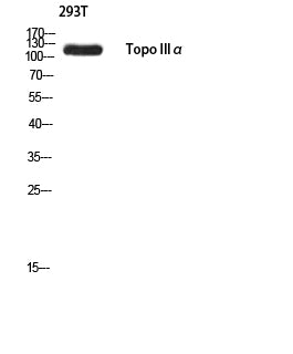 Topo IIIα Rabbit Polyclonal Antibody