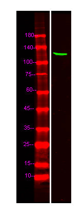 TOPRS Rabbit Polyclonal Antibody