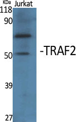 TRAF2 Rabbit Polyclonal Antibody