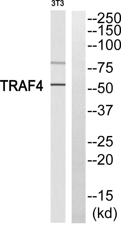 TRAF4 Rabbit Polyclonal Antibody