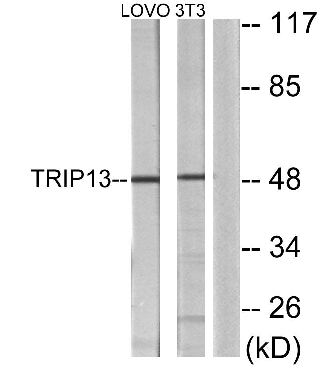TRIP13 Rabbit Polyclonal Antibody