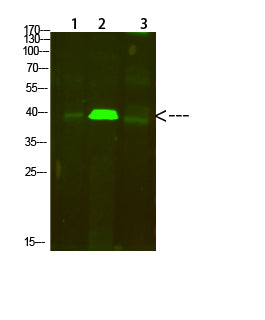 Tropomyosin α Rabbit Polyclonal Antibody