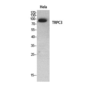 TRPC3 Rabbit Polyclonal Antibody