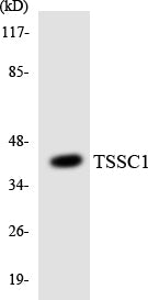 TSSC1 Rabbit Polyclonal Antibody