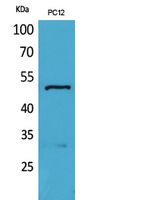 Tubulin α Rabbit Polyclonal Antibody