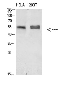 Tubulin α Rabbit Polyclonal Antibody