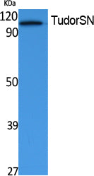 TudorSN Rabbit Polyclonal Antibody