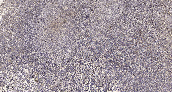 UBP34 Rabbit Polyclonal Antibody