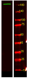UBP54 Rabbit Polyclonal Antibody