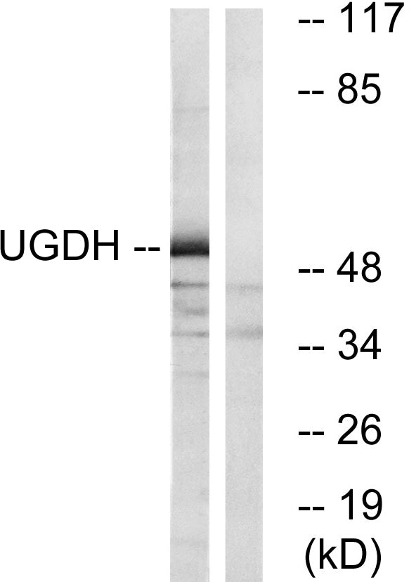 UDP-GlcDH Rabbit Polyclonal Antibody