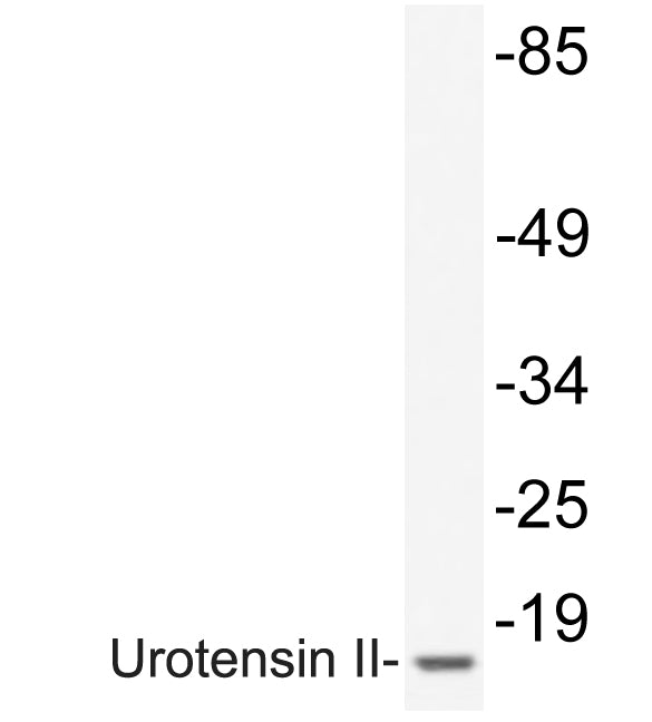 Urotensin II Rabbit Polyclonal Antibody