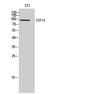 USP16 Rabbit Polyclonal Antibody