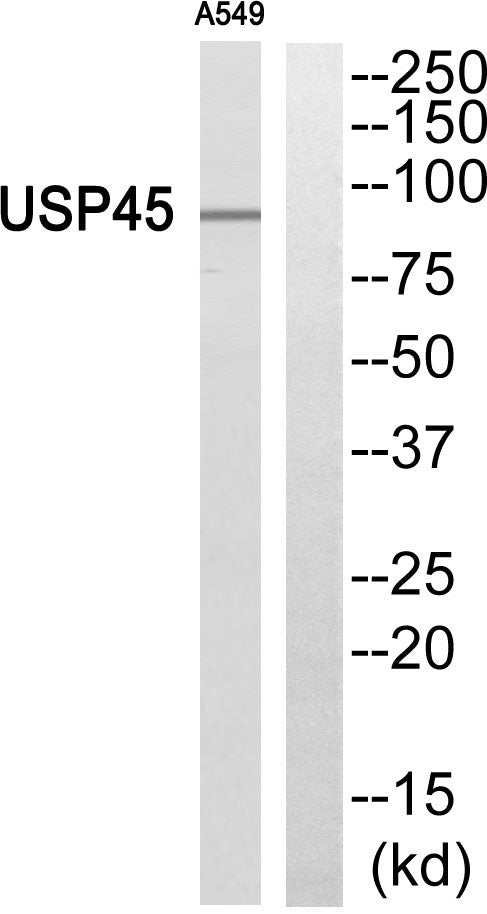 USP45 Rabbit Polyclonal Antibody