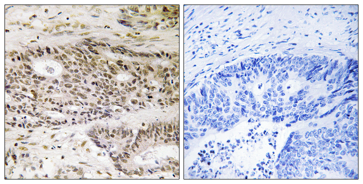 USP48 Rabbit Polyclonal Antibody