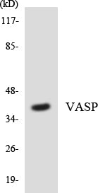 VASP Rabbit Polyclonal Antibody