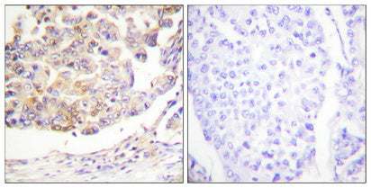 Vav Rabbit Polyclonal Antibody