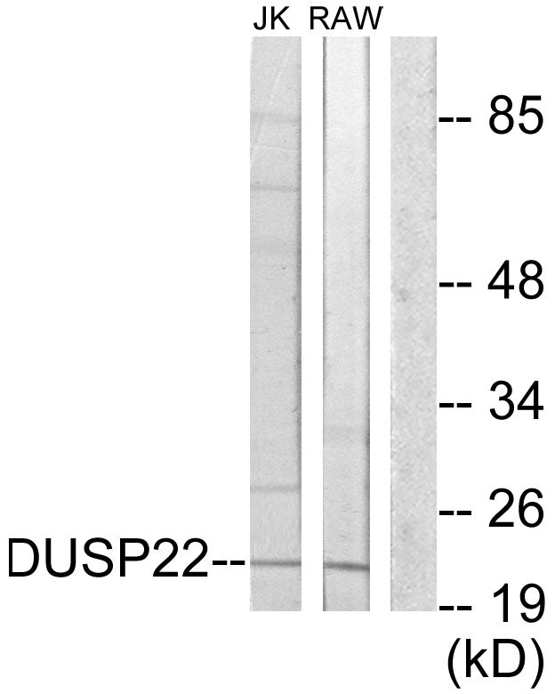 VHX Rabbit Polyclonal Antibody