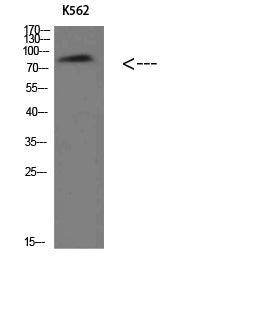 Villin Rabbit Polyclonal Antibody