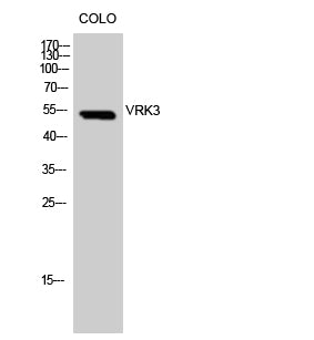 VRK3 Rabbit Polyclonal Antibody